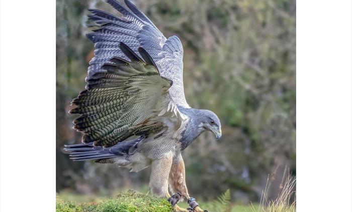 Wings of Wales